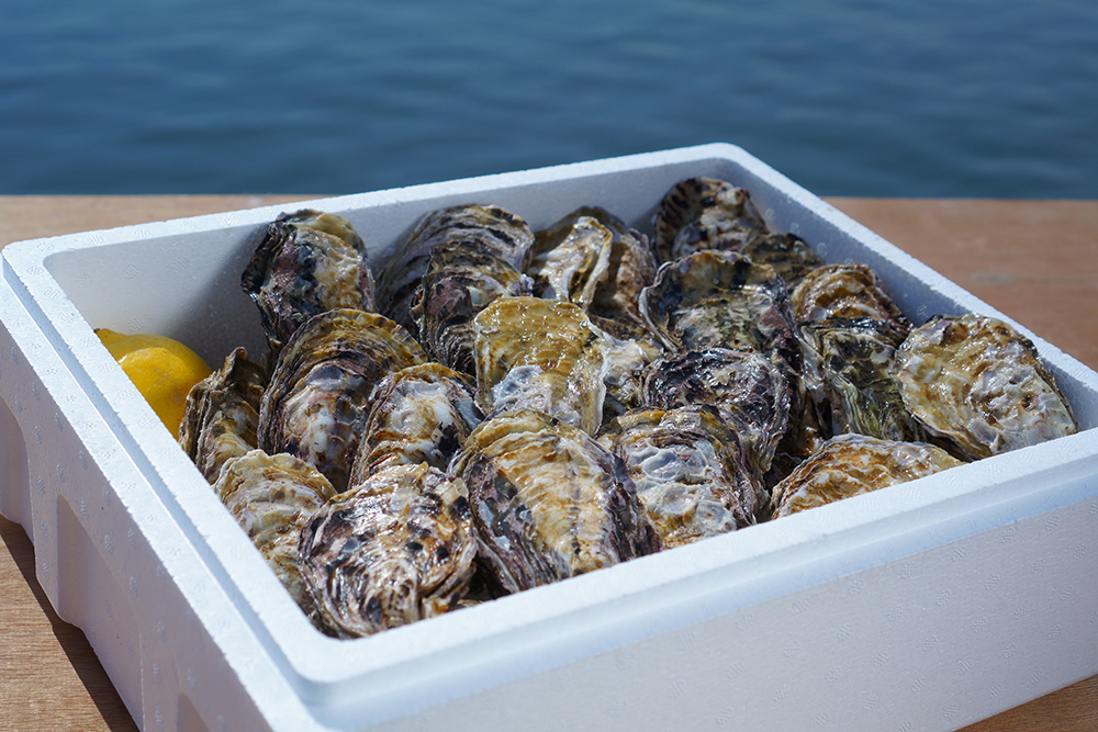 【お得な送料込み価格】広島地御前産 殻付き牡蠣（かき）30個 広島レモン入り